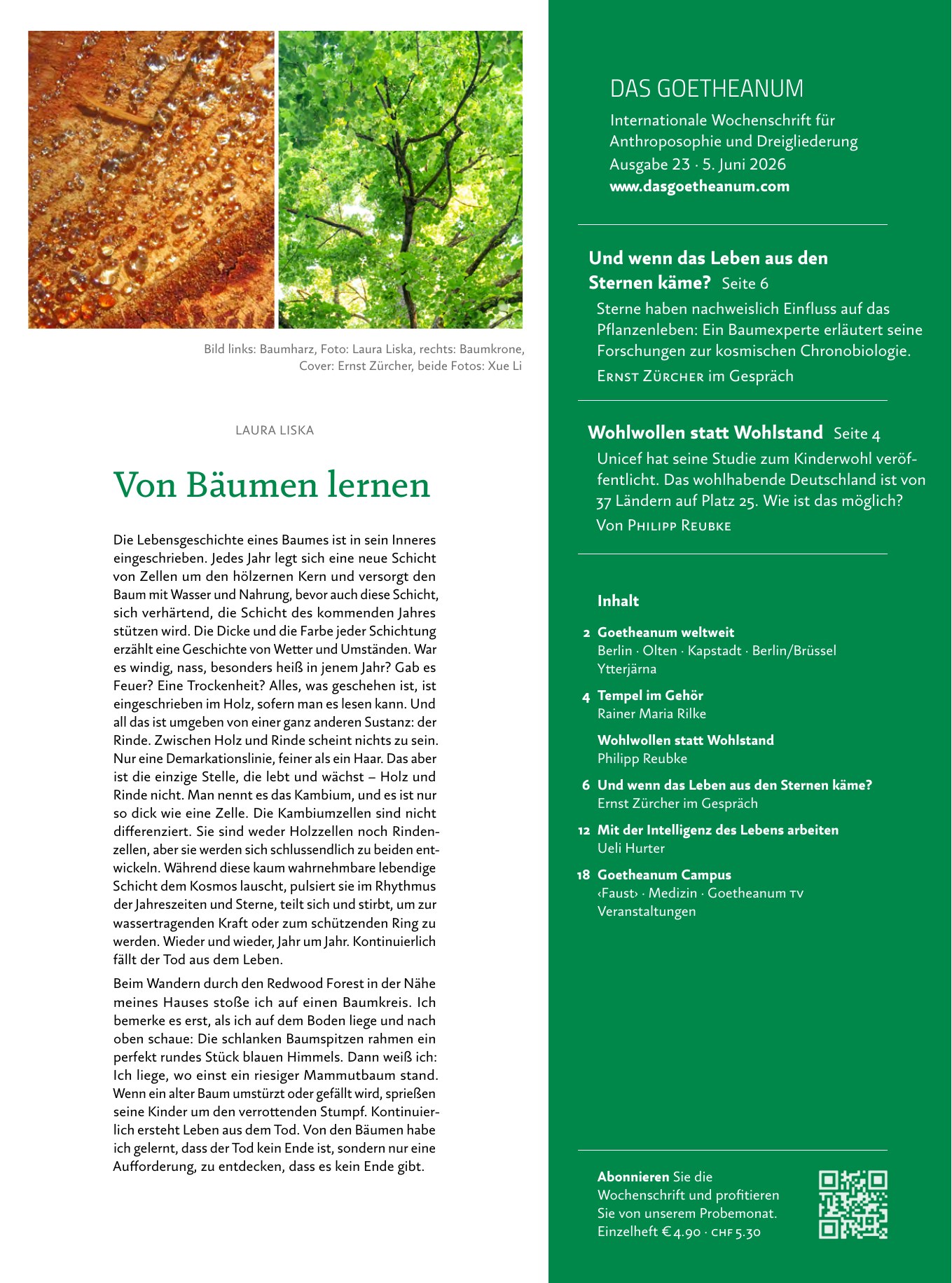 Bäume – Rückseite